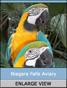 Niagara Falls Aviary